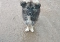 Безпризорные собаки