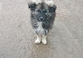 Безпризорные собаки
