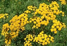 Моль - долой: собираем пижму