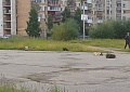 Собаки спят на стадионе (шк. №20) и гуляют по дворам